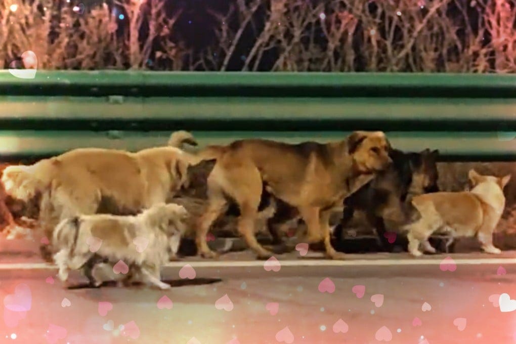 From great escape to great reunion: plot twists of China viral video of 7  dogs' homecoming | South China Morning Post