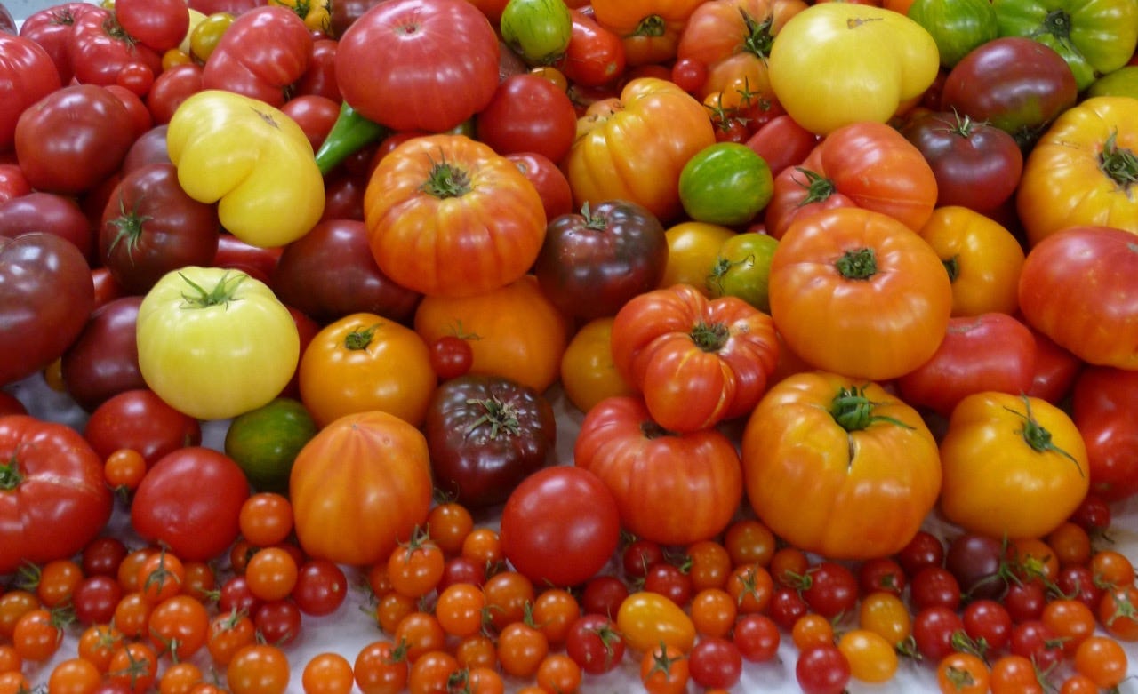 2024 Tomato Preview - by Fred Hoffman