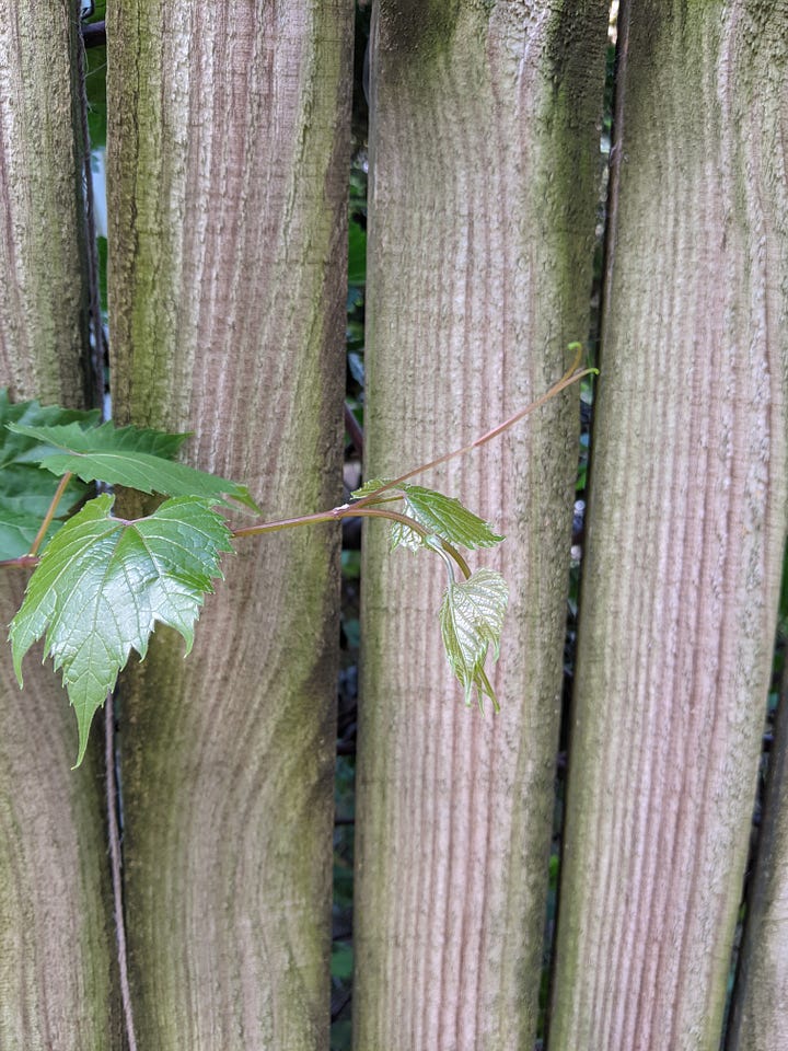 The first/top two photos are before cleaning and trimming earlier this week and the second/bottom two photos are from today. Grape vines on an old unpainted wood fence.
