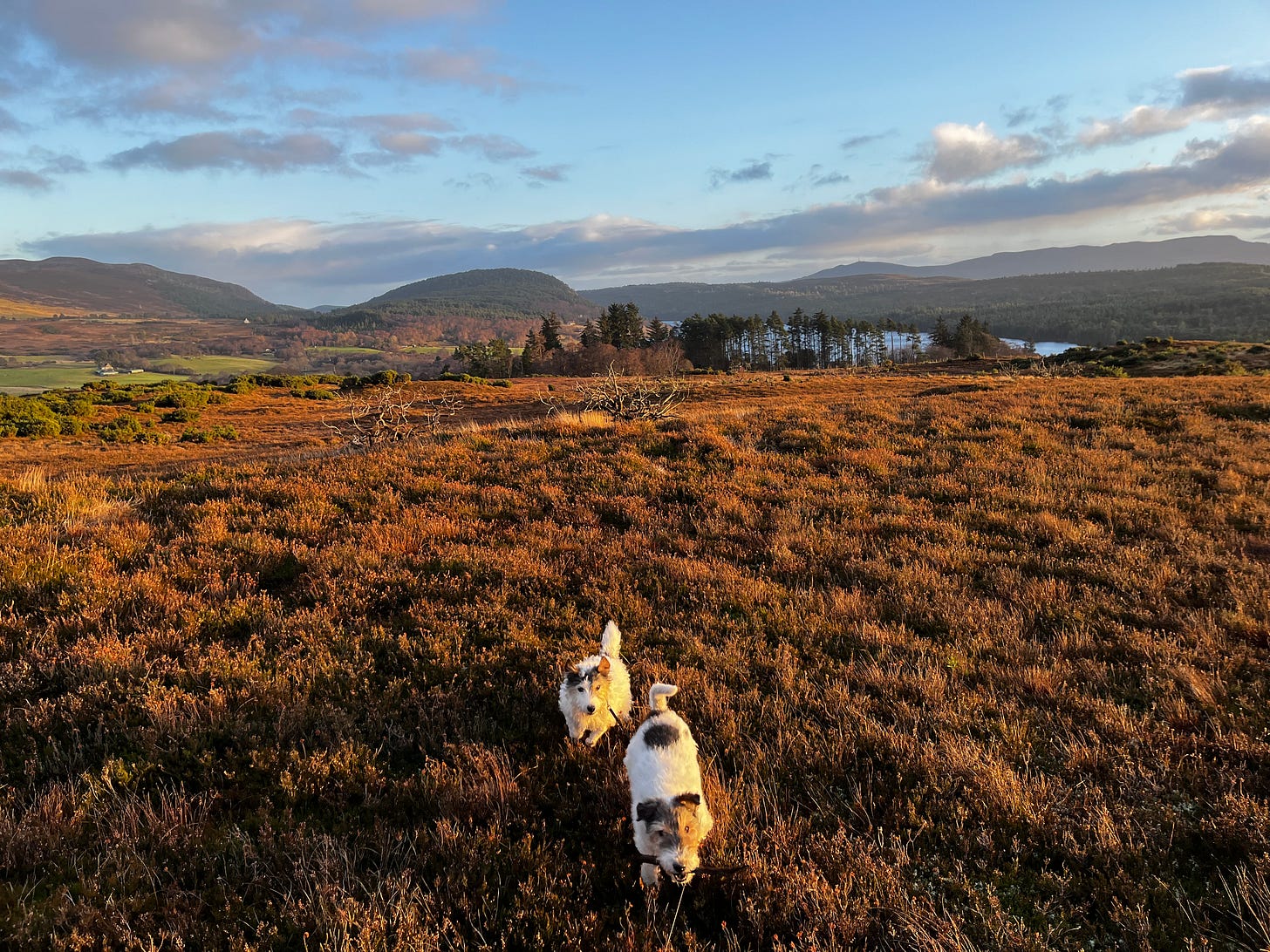 two small terriers run through heather moorland with hills and a loch in the background