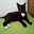 AF's avatar