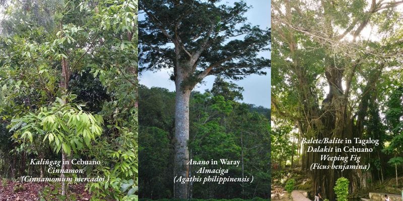 1) Cinnamomum mercadoi (Cinnamon/Kaliñgag in Cebuano)/ found only in the Philippines, from the Babuyan Islands and northern Luzon to Mindanao 2) Agathis philippinensis (Almaciga/Anano in Waray )/found in montane forests of the Philippines, typically at elevations of 600 to 2,000 meters above sea level 3) Ficus Benjamina (Weeping Fig/Balete/Balite in Tagalog/ Dalakit in Cebuano)/ widely distributed across the Philippines, found in most islands and provinces, from northern Luzon to Mindanao; Source: 1) Stuartxchange 2) Matic Hub 3) Wikipedia