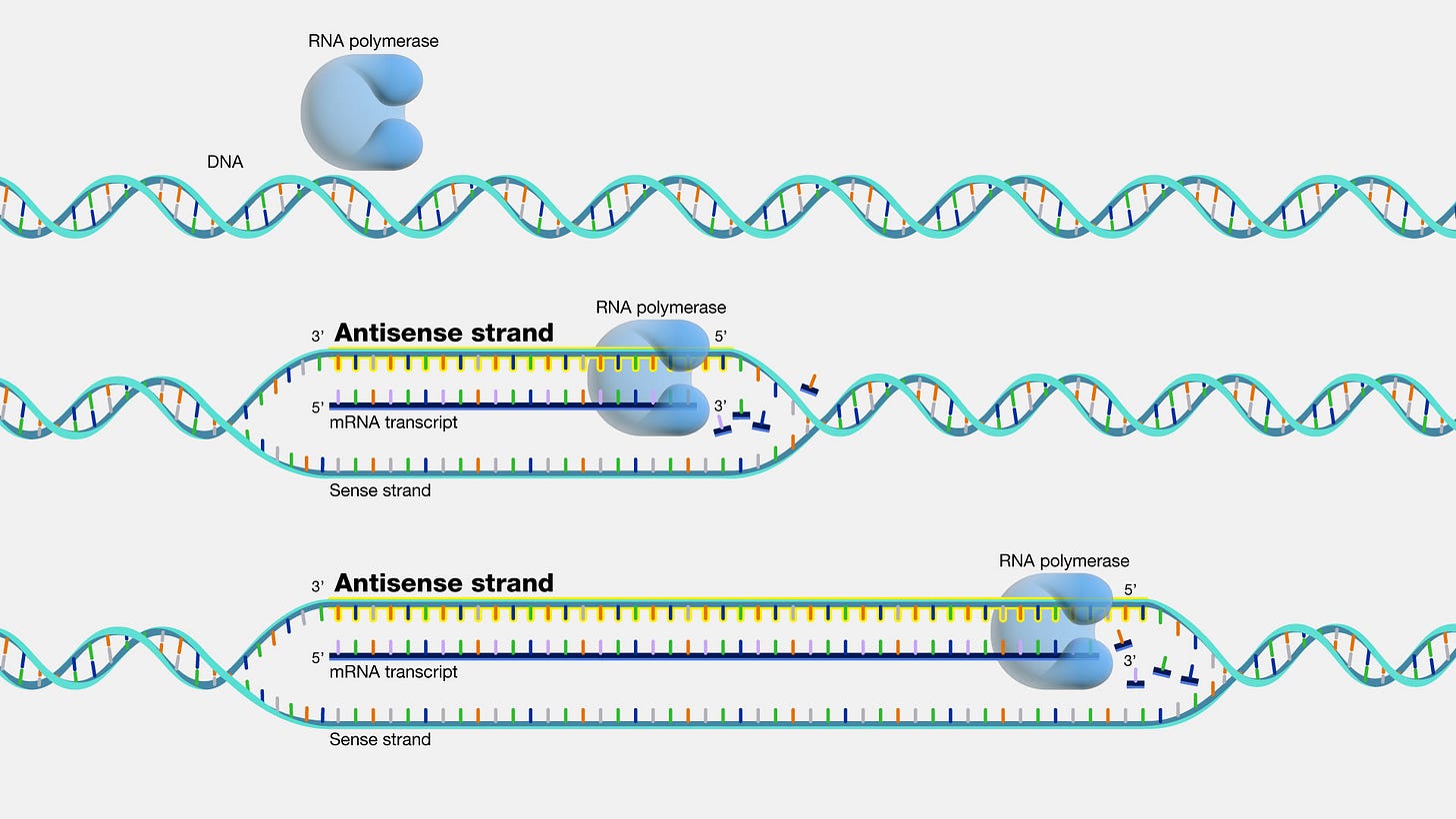 Antisense Antisense