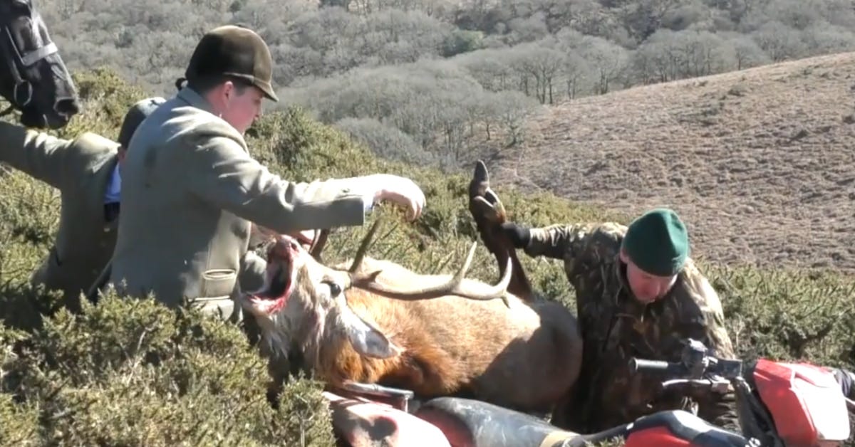 Quantock Stag Hounds load murdered stag onto quad bike Quantock Stag Hounds load murdered stag onto quad bike