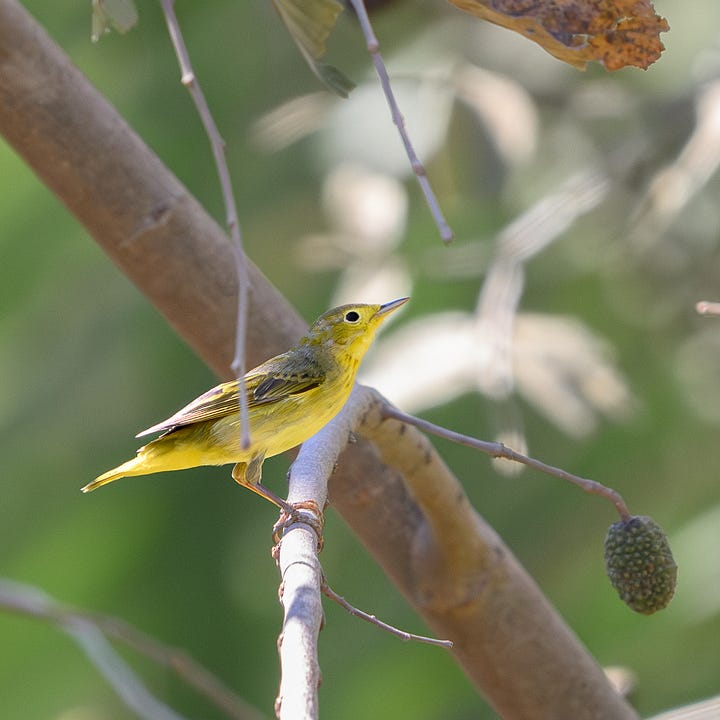 northern yellow warbler, rufous-backed wren, ruby-throated hummingbird, great kiskadee