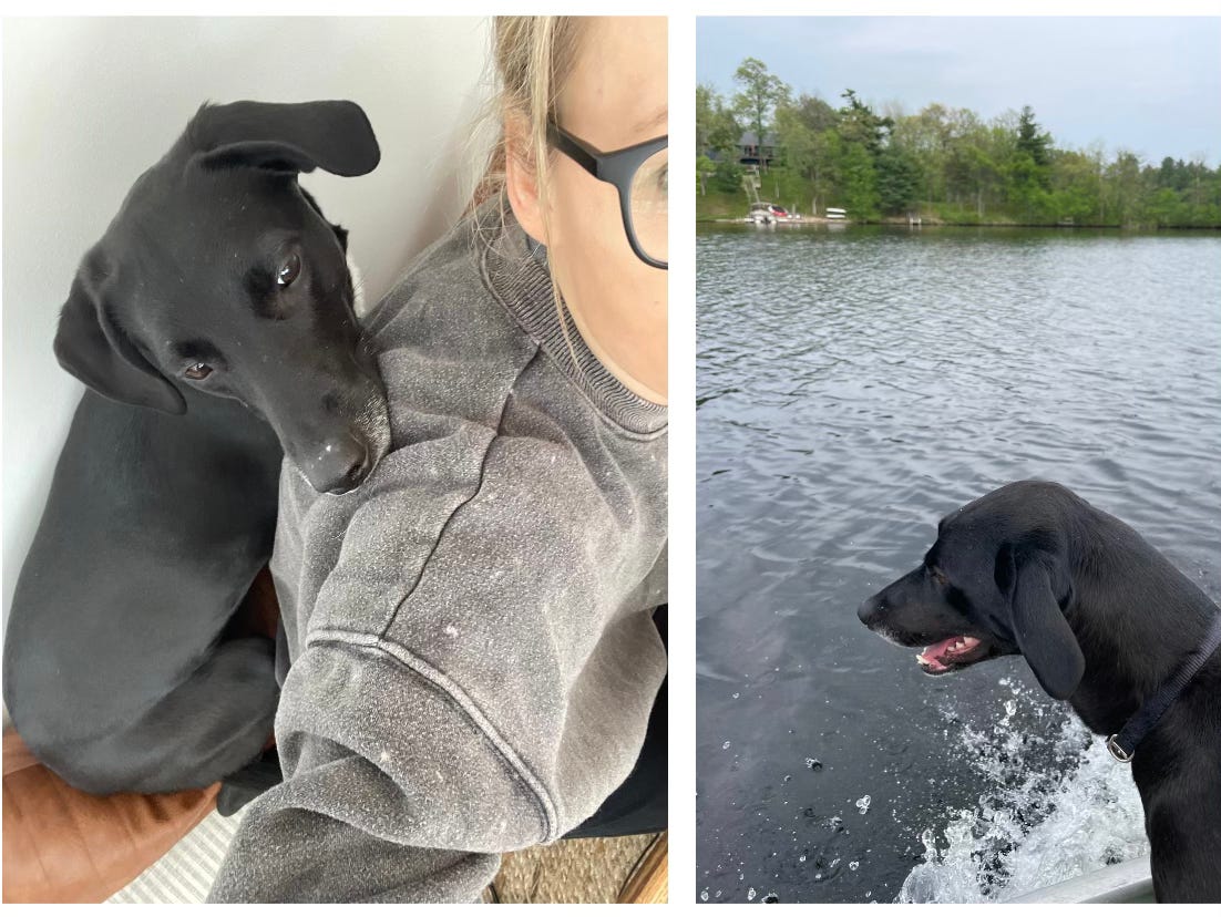 a black and white dog enjoying a boat ride and sitting with a person on a bench