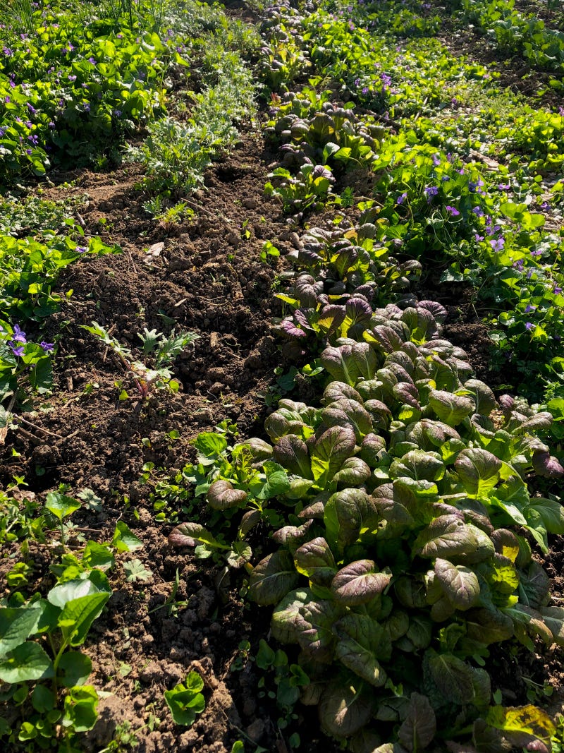 Tendergreen Mustard Spring 2022