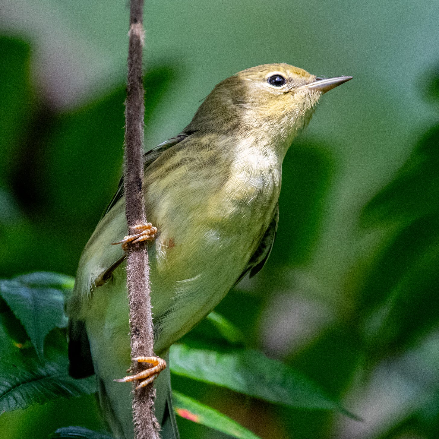 A blackpoll warbler, a small olive bird with a gray eyeline and a diffusely streaked breast, grips a vertical vine
