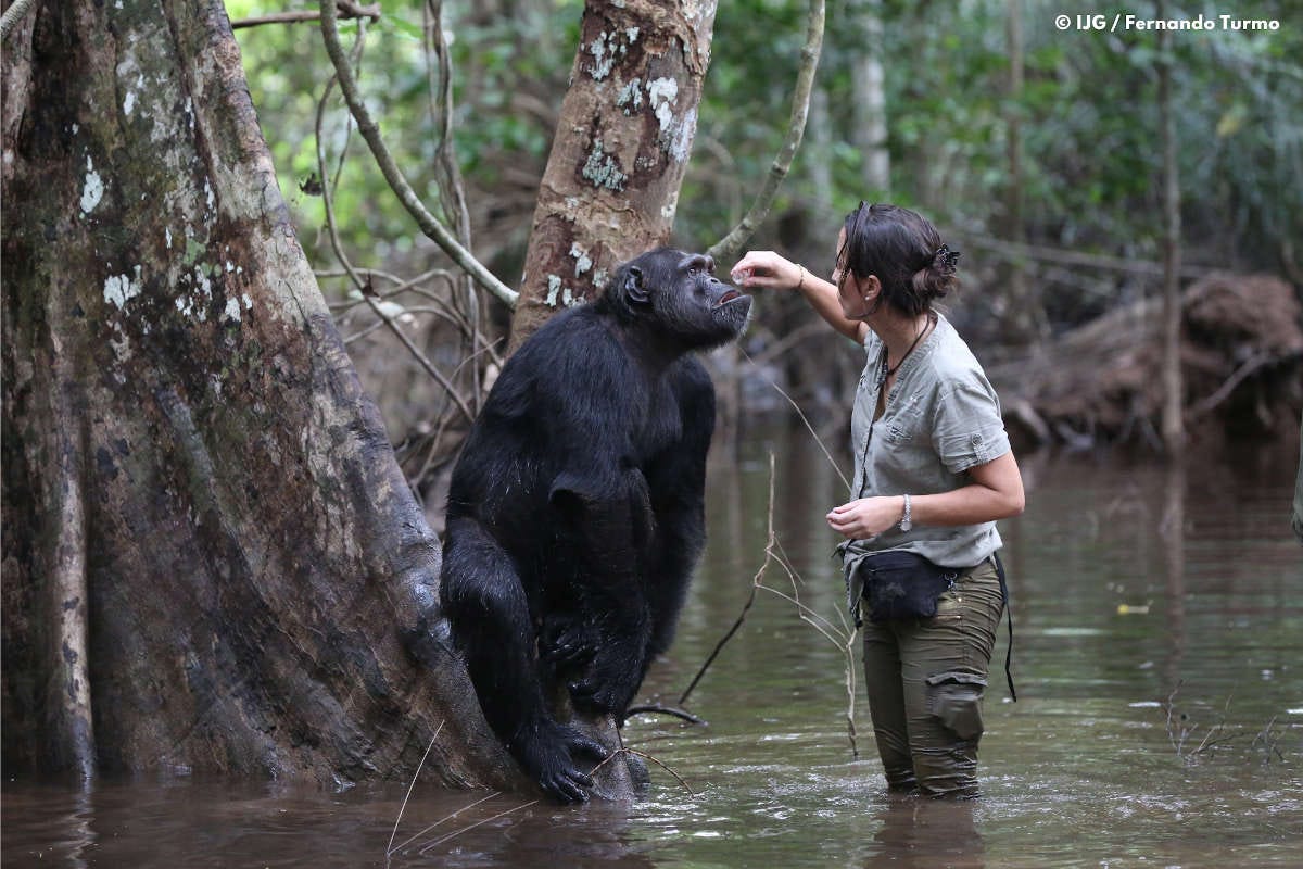 Rebeca Atencia junto a un chimpancé adulto en la selva de Congo Rebeca Atencia junto a un chimpancé adulto en la selva de Congo