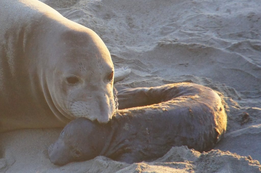 A mother elephant seal nuzzles her baby. A mother elephant seal nuzzles her baby.