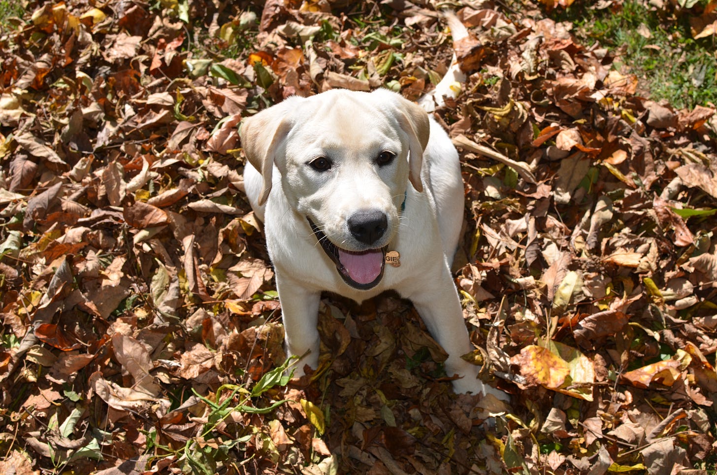 A yellow Labrador retriever sits in a pile of leaves and smiles. 