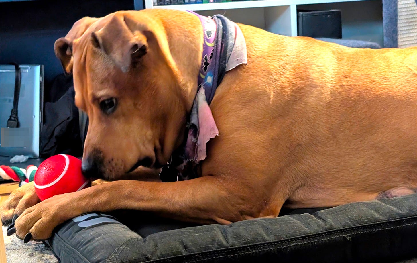 Tali intensely staring at a ball, a split second before she attacks.