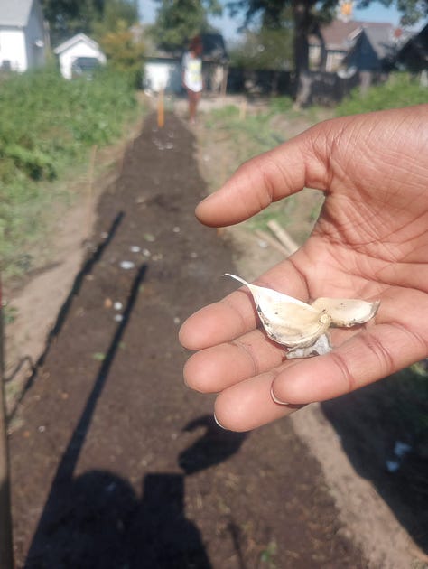 A person holding a garlic cloves in their hand. A garlic field covered with straw. A garlic plant emerging from a field covered with straw. 