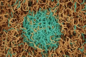 Biomolecular condensates are tiny assembly factories or warehouses in the cytoplasm of cells that help regulate how cells divide and respond to stress by sequestering and processing RNA and proteins. Image credit: Adobe Stock