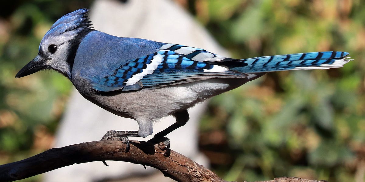 Blue Jays Fans Seen Less In Seattle