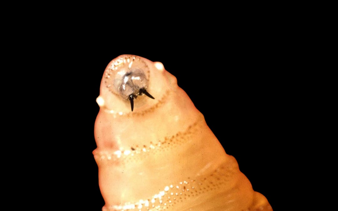 A Flesh-Eating Parasite Is Back in the US