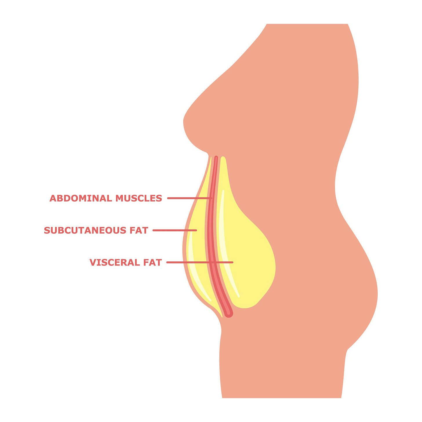 Visceral Fat Vs. Subcutaneous Fat: Will Lipo Help Either?