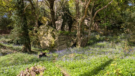A shady woodland in spring with bluebells and orchids