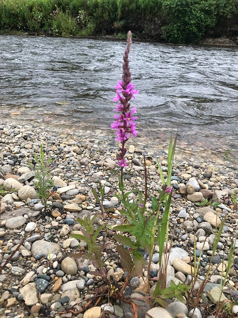 river with native grasses and saplings