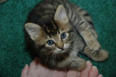 Chase_Young_Kitten_feet Chase_Young_Kitten_feet
