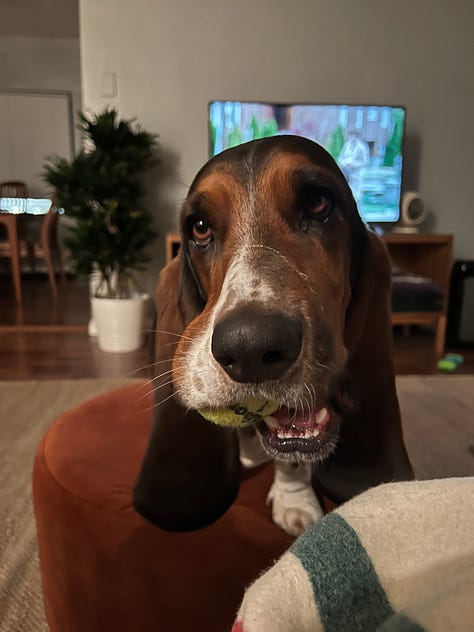 Picture 1: otis with a ball in his mouth; Picture 2: Otis acting as sous-chef in the kitchen; Picture 3: Otis upside down.