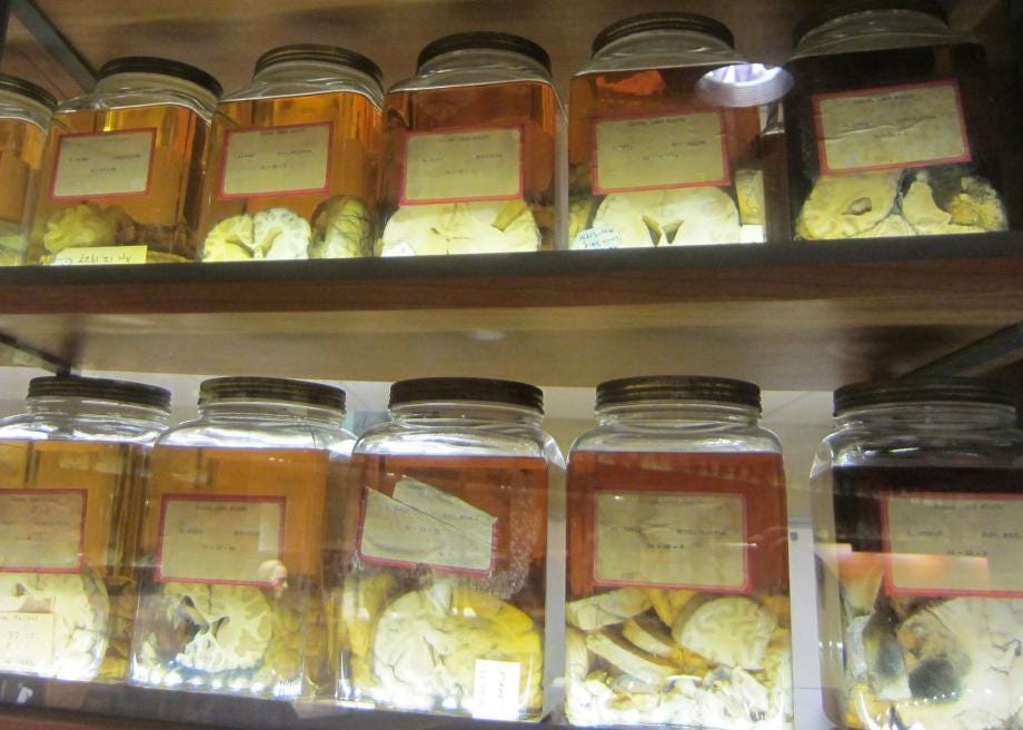 Jars of mushrooms on a shelf

Description automatically generated