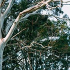 The Myths of Native Trees
