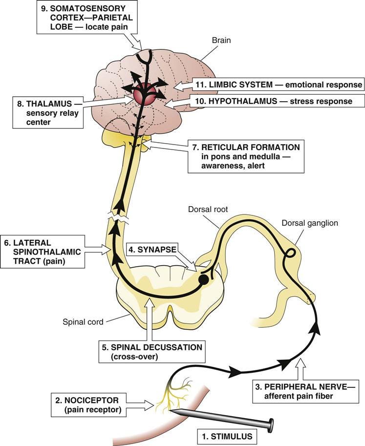 Pain and its Relationship to Structural Dysfunction - WIN ...