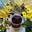 Wanderlustee's avatar