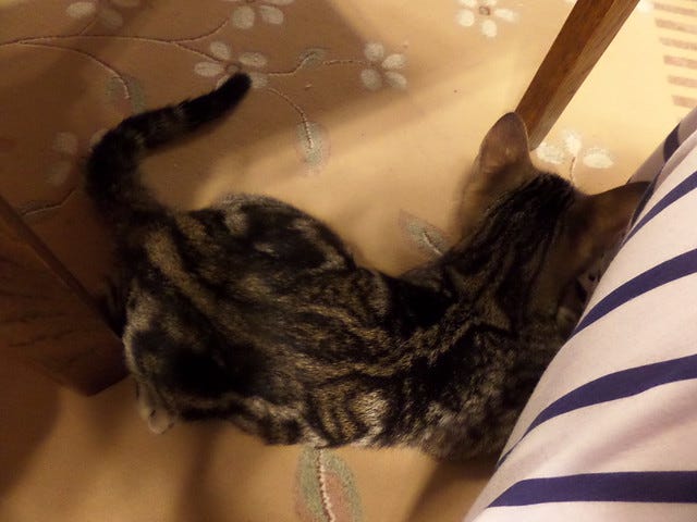 Cat Cafe Nanny Cat Cafe Nanny