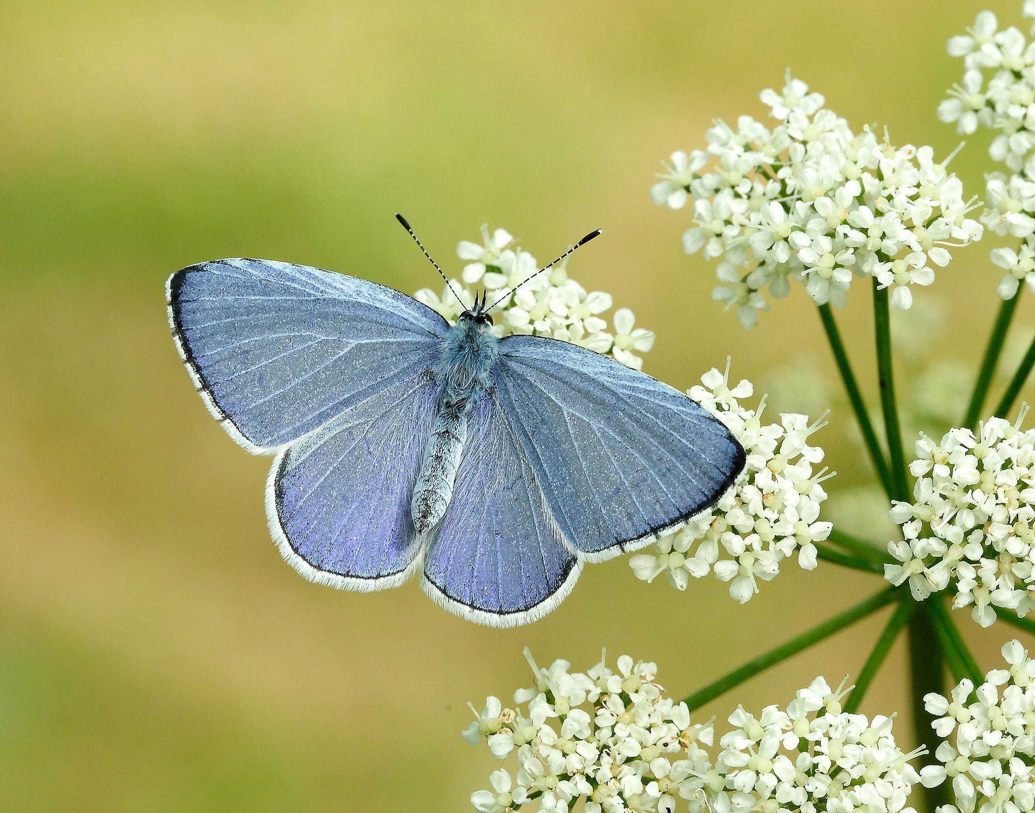 Artwork for Holly’s Substack