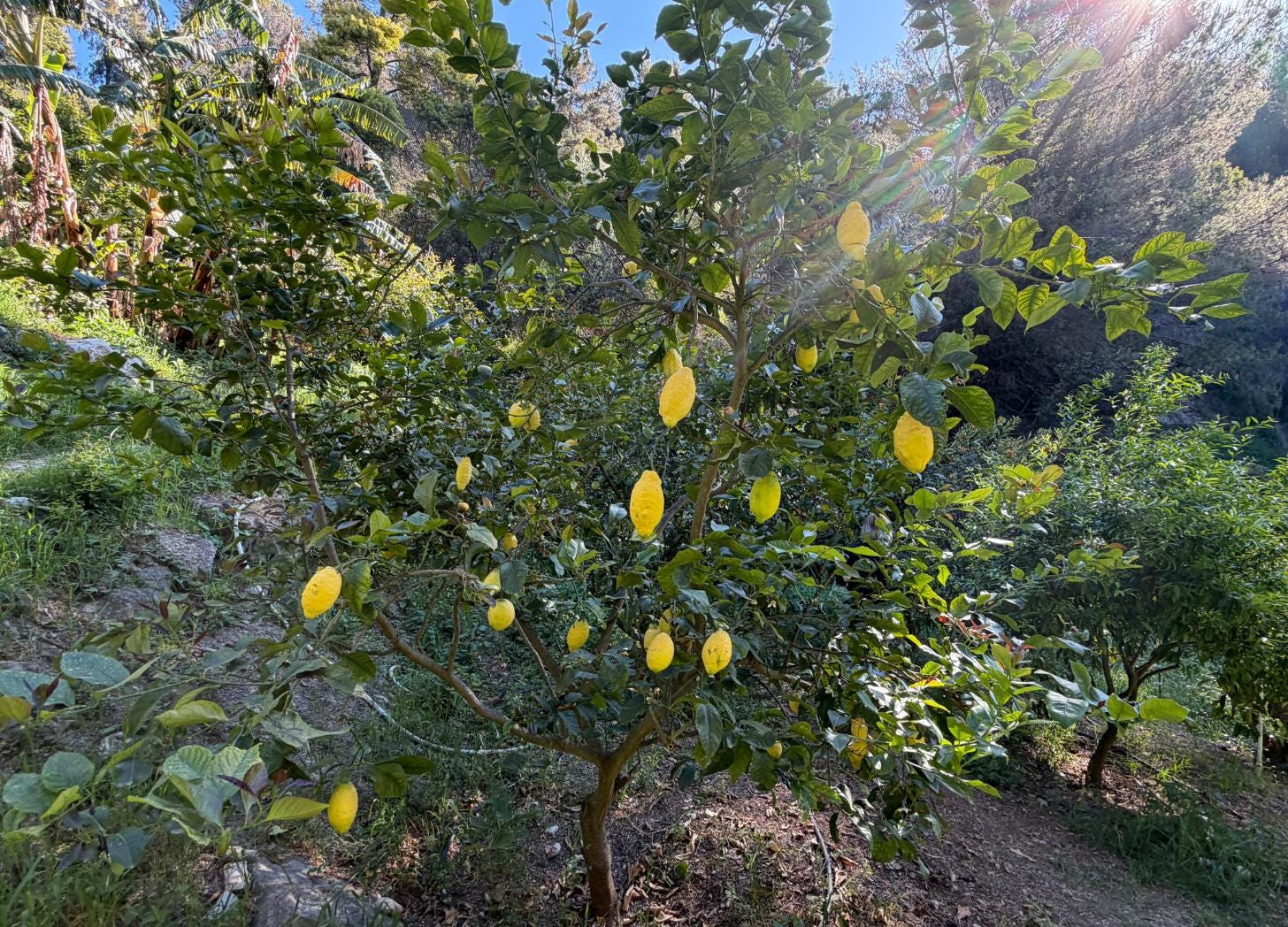 A full Menton lemon tree growing on a restanque terrace at Maison Gannac, with sunlight breaking through the leaves.