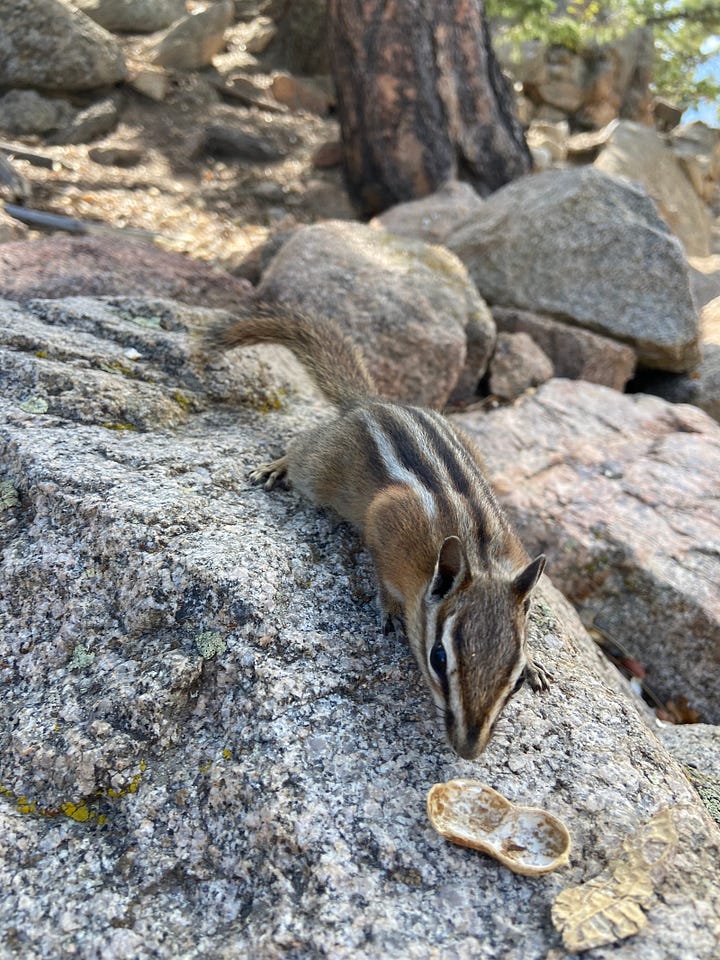 Photos of wildlife around Estes Prk, Colorado