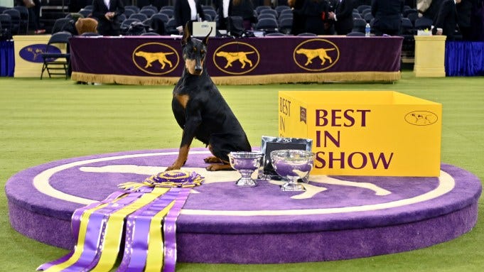 Penny, the Doberman Pinscher, winner of Best in Show, during the 150th Westminster Kennel Club Dog Show