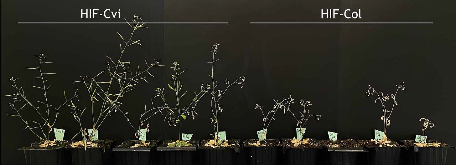 A row of 10 plants in black pots against a black background. The first 5 with the label HIF-Cvi above it are quite tall and with multiple stalks with flowers and developing siliques. The last 5 with the label HIF-Col above the, are small and doing poorly, with one of them not even visible.