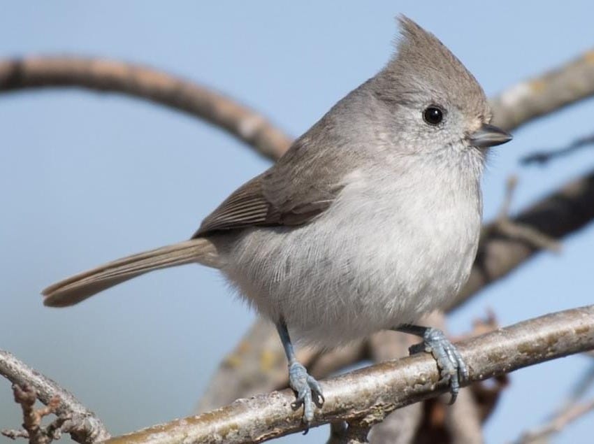 Oak Titmouse Overview, All About Birds, Cornell Lab of Ornithology Oak Titmouse Overview, All About Birds, Cornell Lab of Ornithology