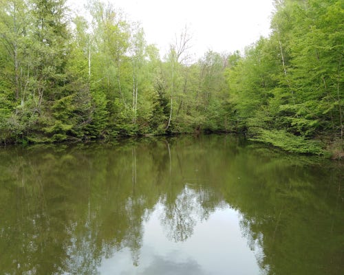 See, von Bäumen umstanden, die sich darin spiegeln
