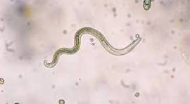 12,800+ Nematode Stock Photos, Pictures & Royalty-Free ...
