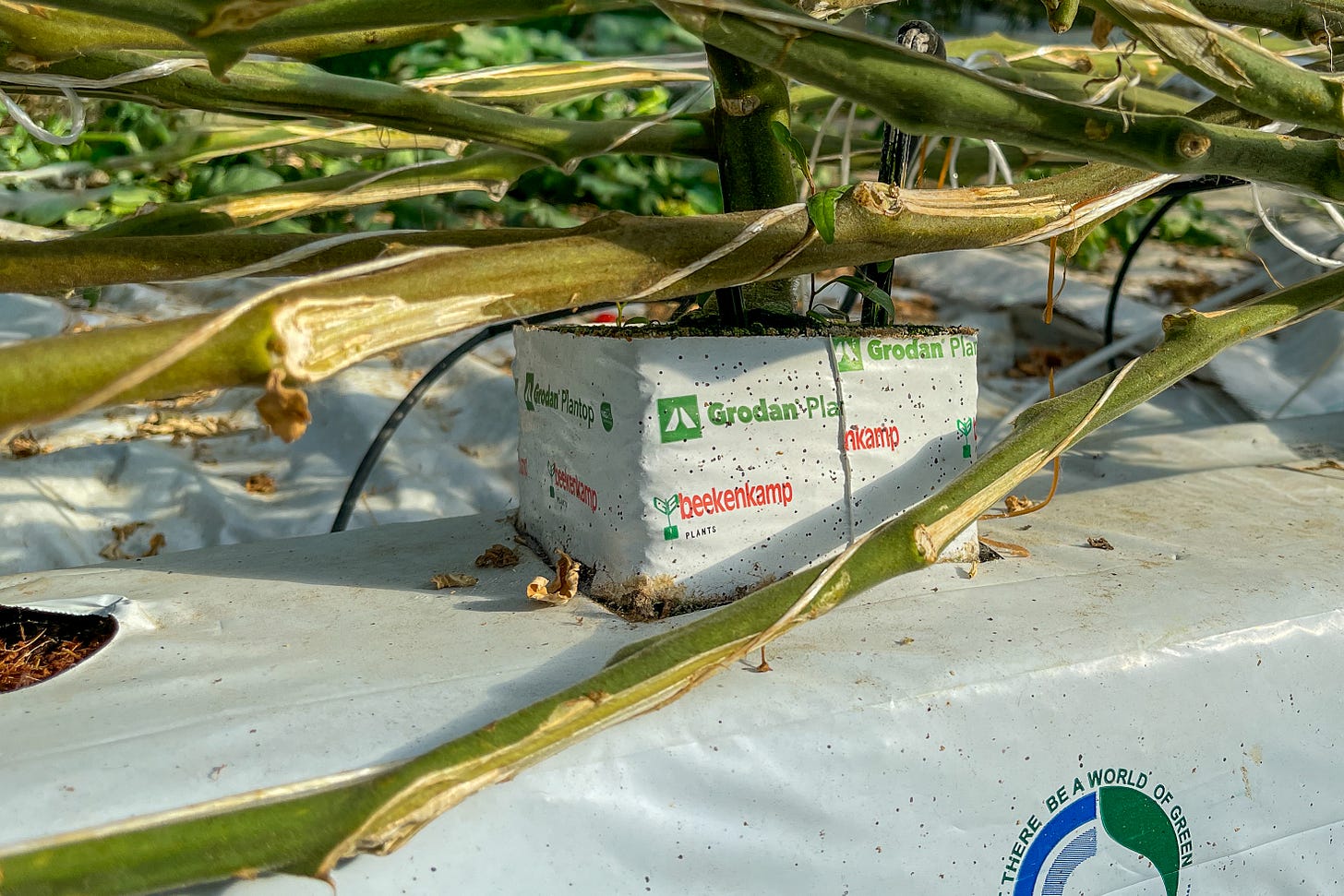 Nahaufnahme von Tomatenpflanzen-Stängeln in einem Gewächshaus. Die Pflanzen wachsen in einem weissen Steinwoll-Block der Marke Grodan Plantop, der in Folie eingewickelt ist. Schläuche für die Bewässerung sind sichtbar, die Pflanzenstängel liegen auf weissen Kunststoffabdeckungen. Nahaufnahme von Tomatenpflanzen-Stängeln in einem Gewächshaus. Die Pflanzen wachsen in einem weissen Steinwoll-Block der Marke Grodan Plantop, der in Folie eingewickelt ist. Schläuche für die Bewässerung sind sichtbar, die Pflanzenstängel liegen auf weissen Kunststoffabdeckungen.