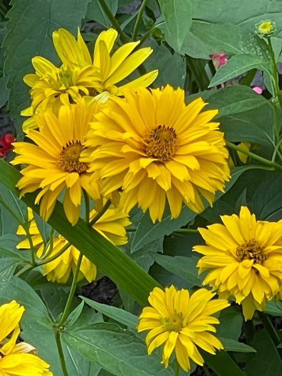 A group of yellow flowers

Description automatically generated