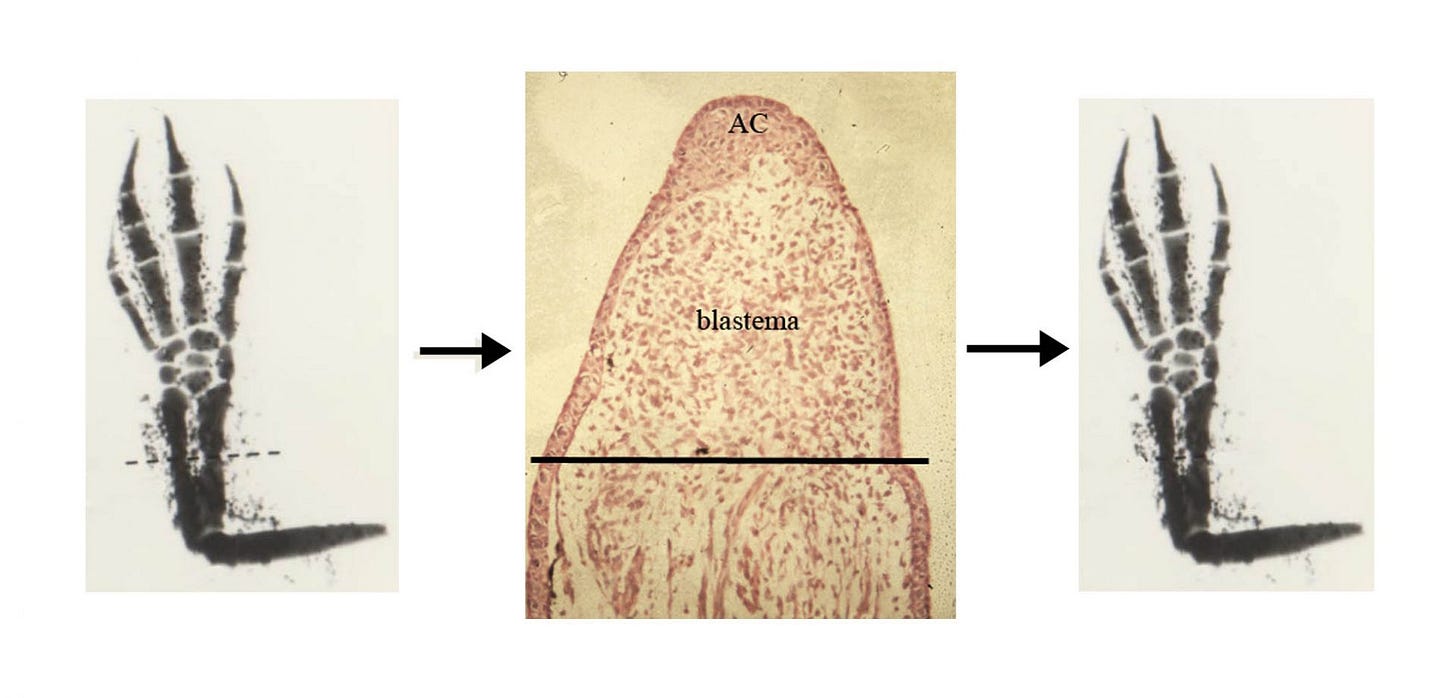 An axolotl limb before amputation, the blastema forming at the wound site, and the fully regenerated limb. An axolotl limb before amputation, the blastema forming at the wound site, and the fully regenerated limb.