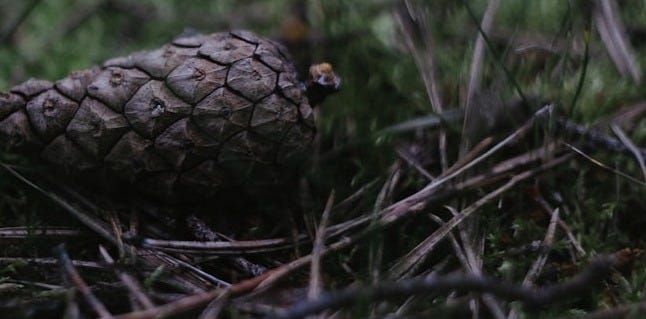 brown fruit on grass
