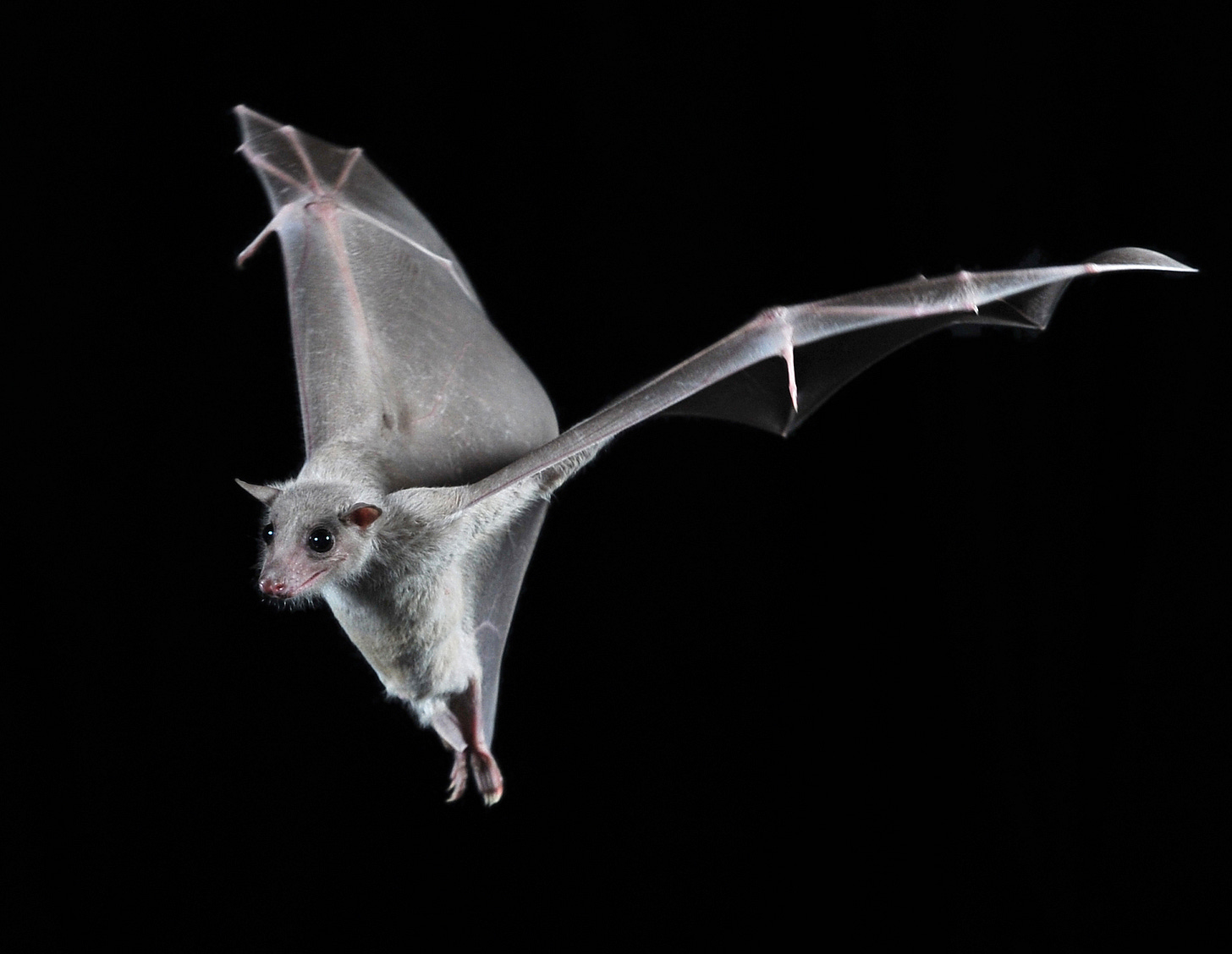 Bat flying on a black background