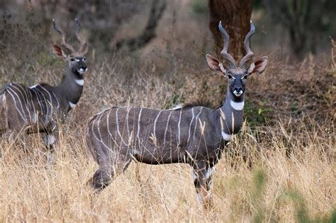 Lesser Kudu Antelope