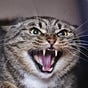 Pussies Fight Back's avatar