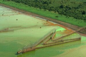 Arrow Head fishing traps are deployed in their hundreds across the Tonlé Sap Lake