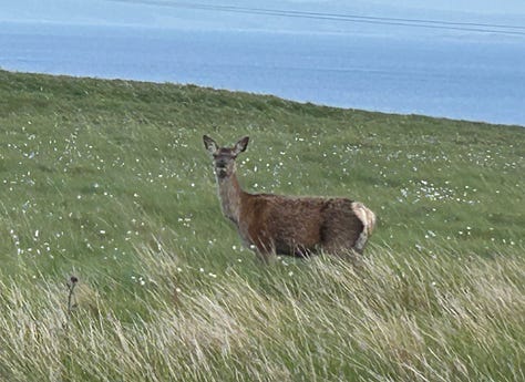 Clumps of bog grass closeup, with a deer, and stretching down to the coast