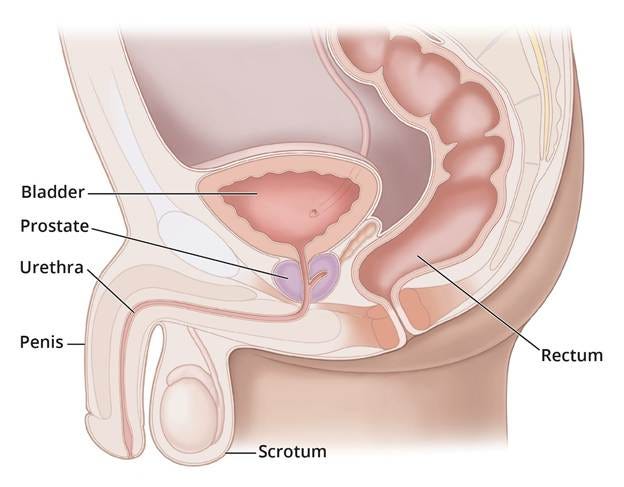 Side view of the male lower urinary tract with labeled bladder, prostate, urethra, penis, scrotum, and rectum.