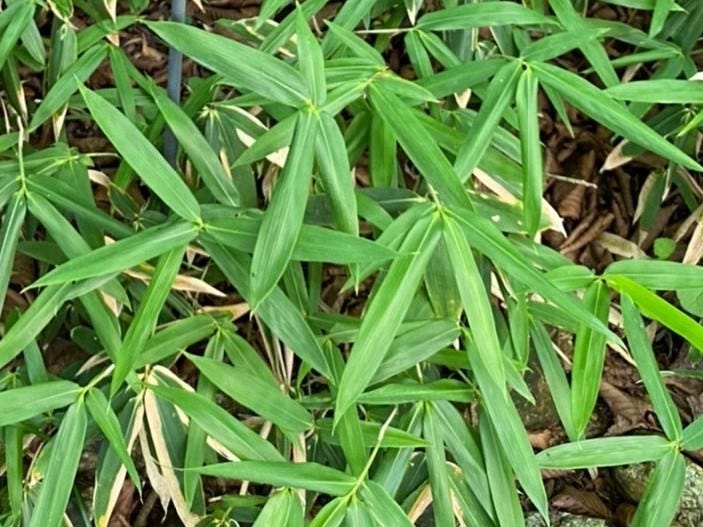 スエコザサとはどんな笹？高知県内で鑑賞できる場所｜貴重植物を間近で撮影できる場所に行ってみた | しまんトロッコガイド☆地元のおばちゃんブログ