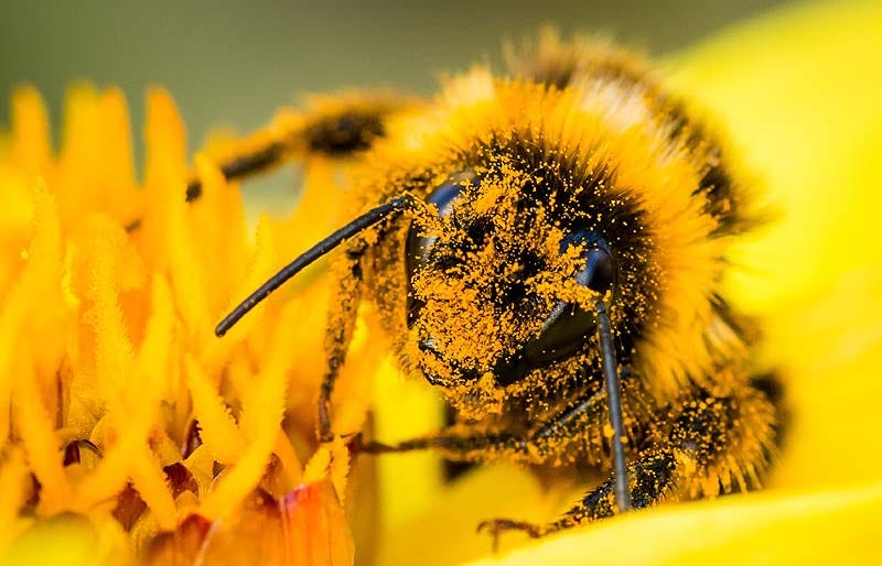 que es el polen: una abeja recoge polen en una flor amarilla. Apicultura y miel.